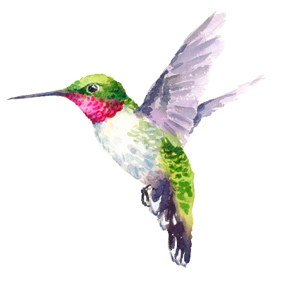 A hummingbird with a pink and green body.