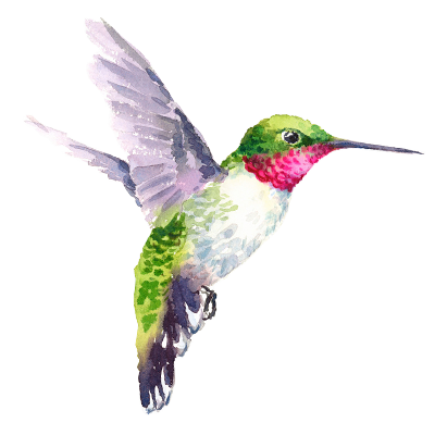 A hummingbird with its wings spread and the head turned to the side.