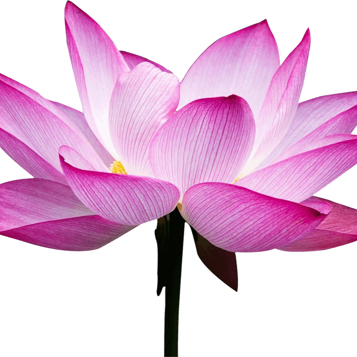 A pink flower with a black background